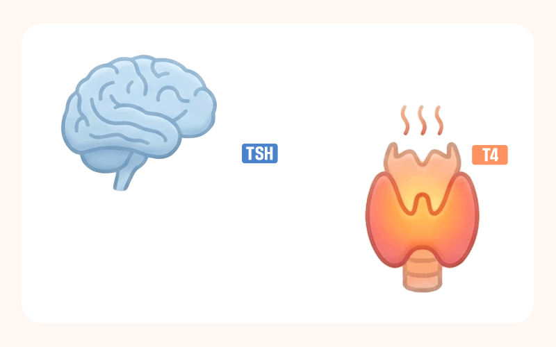 A diagram illustrating the endocrine loop: the brain (pituitary gland) sending signals (TSH) and the thyroid gland producing energy (T4) in response.