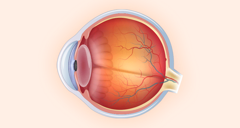 An anatomical illustration showing the location of the retina within the human eye.