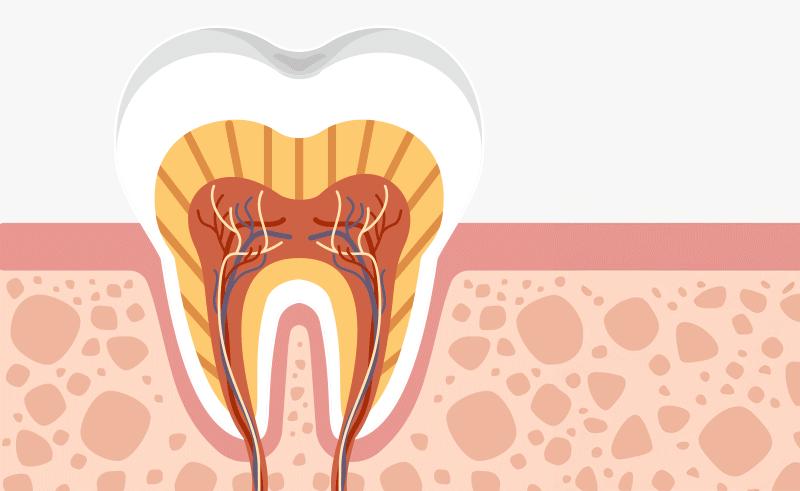 A medical illustration showing the cross-section of a tooth