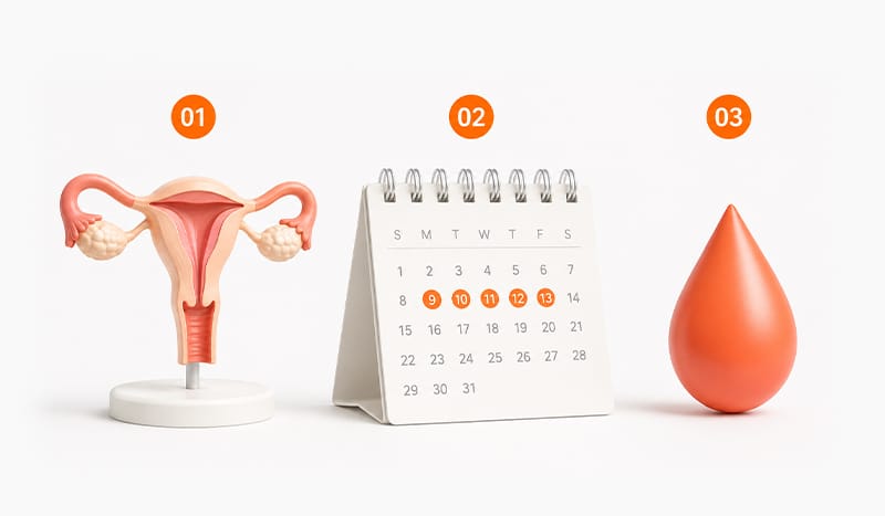 An illustration representing the menstrual cycle with a uterus, calendar, and a blood drop